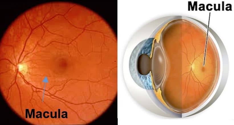 macula del ojo
